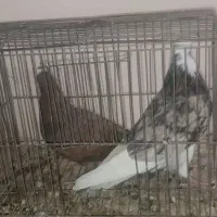 سرور|پرنده|داران, |دیوار