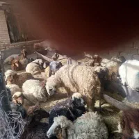 گوسفند نر وماده .ماهشهر