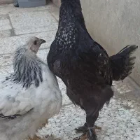 برهما اصیل نژاد دار مرغ و خروس