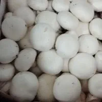 پخش قارچ عمده به قیمت تابلو