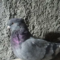 نر اهنی