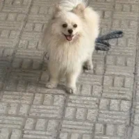 سگ پامر