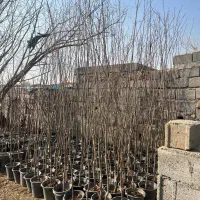 خرمالو کن ریشه پر گلدانی