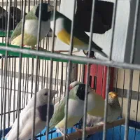 فنچ گلدین ، کرواتی، بنگالی و ستاره ای ماده