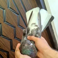 کبوتر‌‌دم‌سفید نرو ماده