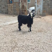 چند عدد بزقاله