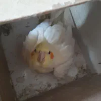 دو عدد عروس هلندی  باوسایل کامل