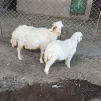 میشوبره