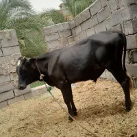 جلب نر فروشی