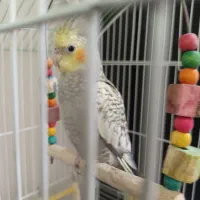 عروس هلندی 3 ماهه