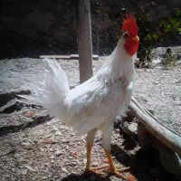 فروش خروس