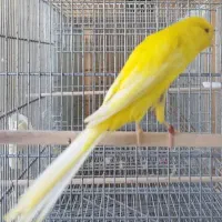 قناری رسمی بلند