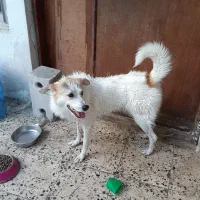 سگ گمشده در پارک ۱۸۶ گلسار