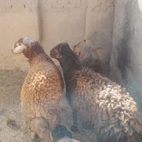 گوسفند زنده
