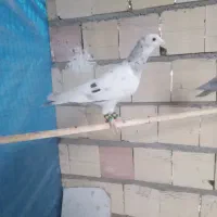 ماده سار کاکلی وپلنگ سیا