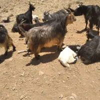 بز کهر دار وآبستن
