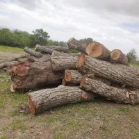 فروش چوب گردو مشکی