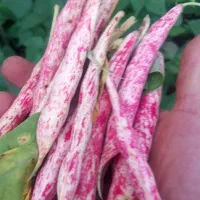 لوبیا تازه.بسیار عالی.دانه درشت