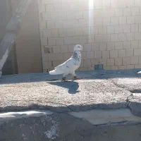 کفتر نو بومب قلدور پرشی