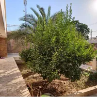 فروش مسکونی تجاری بر اصلی بوستان