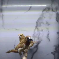 فنچ بنگالی کاکلی