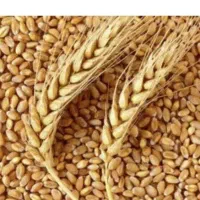 خریدار گندم جو و کودشیمیایی فروش ذرت وسبوس