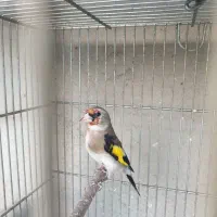 سهره  کرمونی گردن کلفت