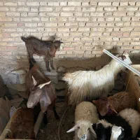 بره و بز بزغاله