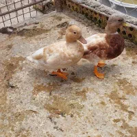 اردک کایوکا و کال بالغ و جوجه