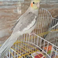 جوجه عروس هلندی ۲ دماهه