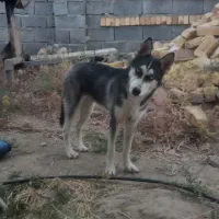 سگ هاسگی