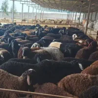 بره زنده میش شیشک