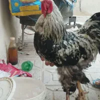 خروس برهما