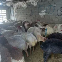 گوسفند زنده