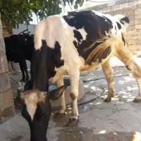 ۳تاماده گاو جوان ابستن