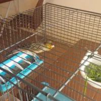 قناری زیتونی .سالم وبخوان