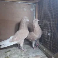 کبوتر رودهن