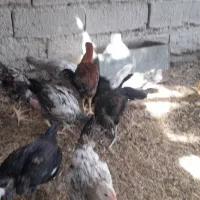 جوجه خونگی