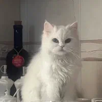 پرشین عروسکی ماده