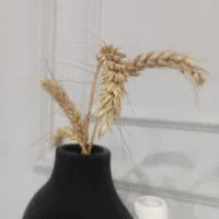 گندم