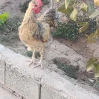 یک عدد خروس دورگ تقریبا هفت ماهه