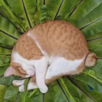 گربه