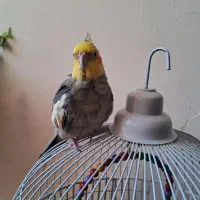 عروس نر آقا لیمو