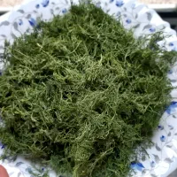 شوید خشک