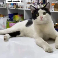 قلقلی گم شده (گربه)