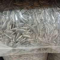 تخمه کانادایی شور خارجی