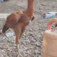 جوجه جنس خوب 5ماهه