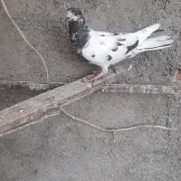 کبوتر|پرنده|تهران, شهید رجایی|دیوار