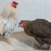 مرغ و خروس محلی