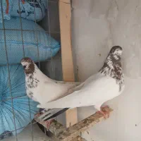 نرو ماده کله پر